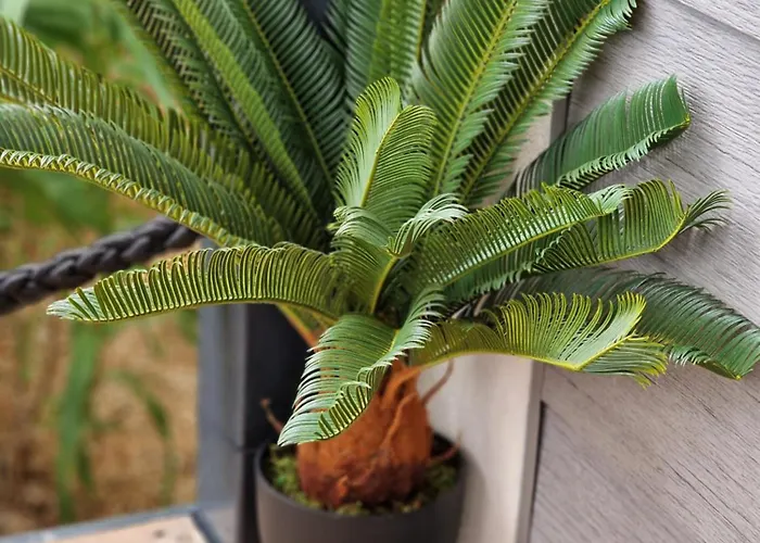 Olive Mobile Home, Terra Park Spiritos Kamp alanı *